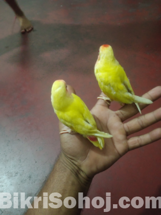 লাভবার্ড পাখি